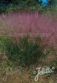 Muhlenbergia capillaris Pink Muhly